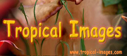 Tropical Images